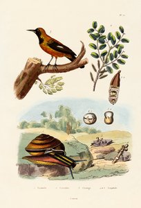 Snegl, 1833-39 af French School